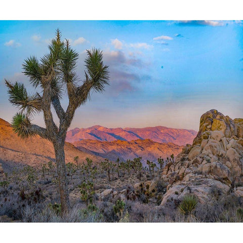 Joshua Trees at Lost Horse Valley Black Modern Wood Framed Art Print with Double Matting by Fitzharris, Tim