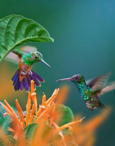 Blue Chinned Sapphire and Copper-Rumped Hummingbirds White Modern Wood Framed Art Print with Double Matting by Fitzharris, Tim