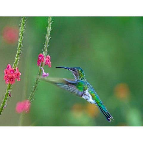 White Necked Jacobin Black Modern Wood Framed Art Print by Fitzharris, Tim