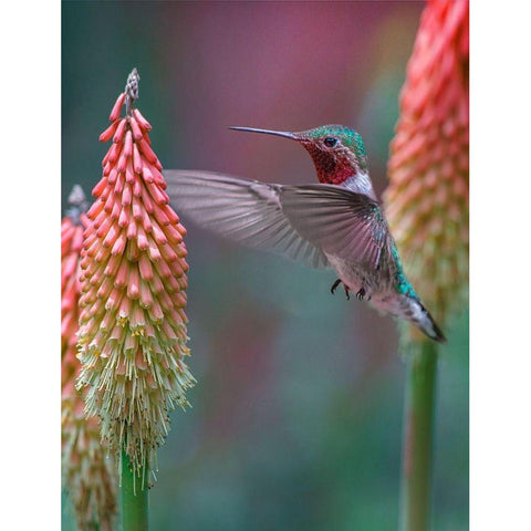 Broad Tailed Hummingbird Black Modern Wood Framed Art Print by Fitzharris, Tim