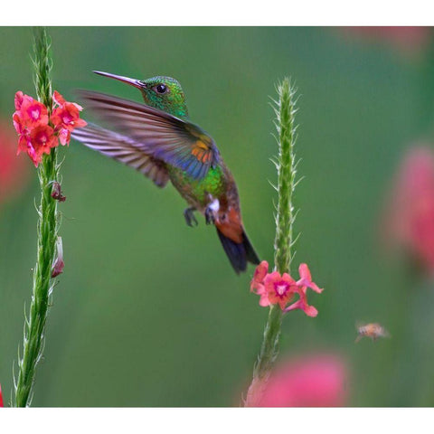 Copper Rumped Humming Bird Black Modern Wood Framed Art Print with Double Matting by Fitzharris, Tim