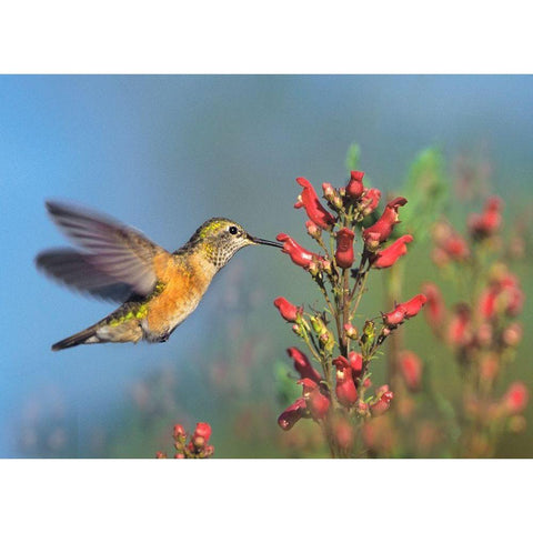 Rufous Hummingbird Gold Ornate Wood Framed Art Print with Double Matting by Fitzharris, Tim