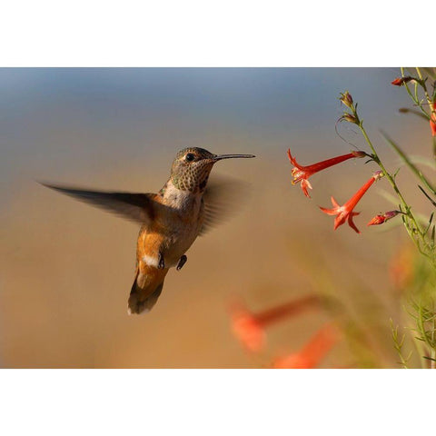 Broad Tailed Hummingbird White Modern Wood Framed Art Print by Fitzharris, Tim