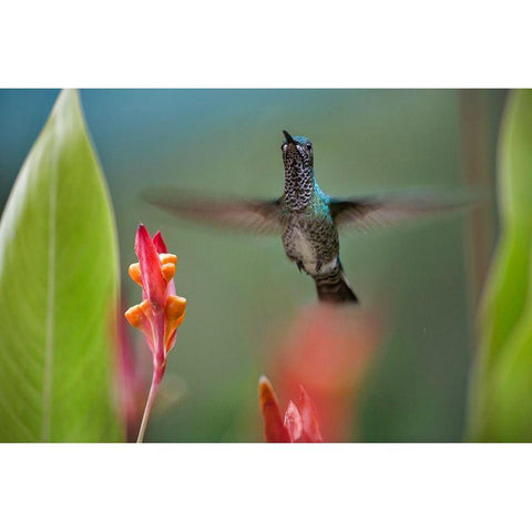 White Necked Jacobin Hummingbird Female White Modern Wood Framed Art Print by Fitzharris, Tim