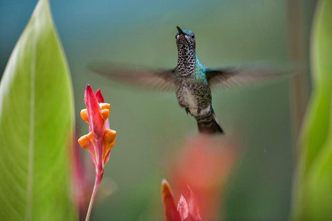 White Necked Jacobin Hummingbird Female Black Ornate Wood Framed Art Print with Double Matting by Fitzharris, Tim