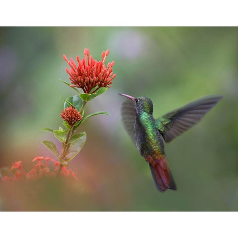 Rufous Tailed Hummingbird Black Modern Wood Framed Art Print by Fitzharris, Tim