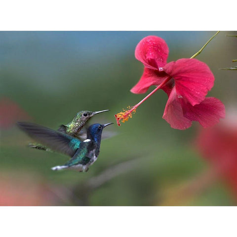 White Necked Jacobin Hummingbirds at Hibiscus Gold Ornate Wood Framed Art Print with Double Matting by Fitzharris, Tim