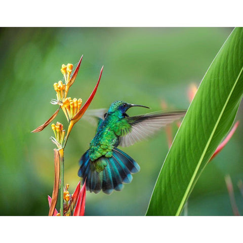 Green Violet T-Ear Hummingbird White Modern Wood Framed Art Print by Fitzharris, Tim