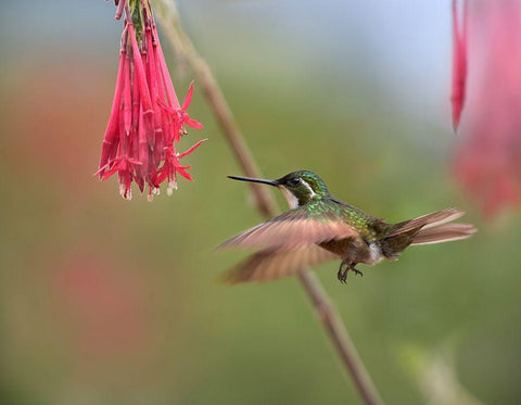 Gray Tailed Mountain Gem Hummingbird White Modern Wood Framed Art Print with Double Matting by Fitzharris, Tim