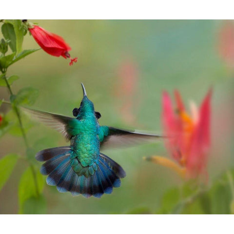 Green Violet-Ear Hummingbird Black Modern Wood Framed Art Print by Fitzharris, Tim