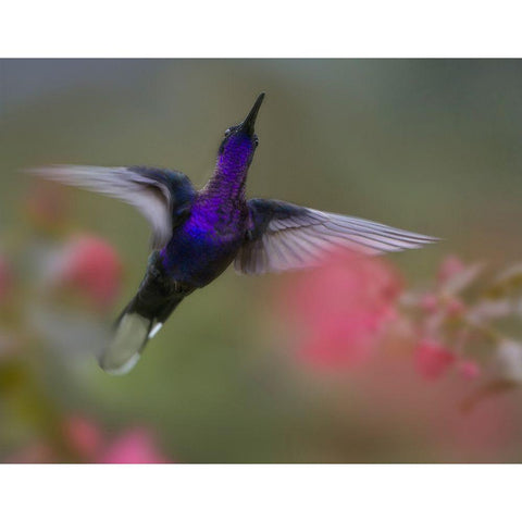 Violet Sabrewing Hummingbird White Modern Wood Framed Art Print by Fitzharris, Tim