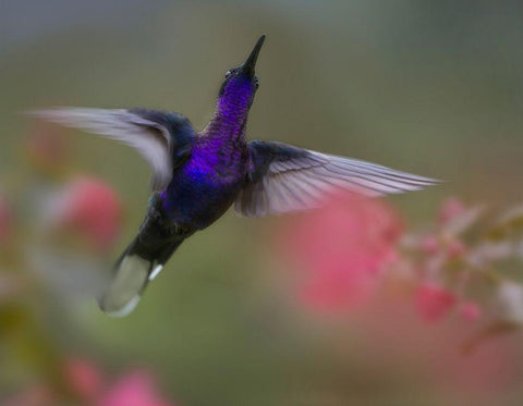 Violet Sabrewing Hummingbird Black Ornate Wood Framed Art Print with Double Matting by Fitzharris, Tim