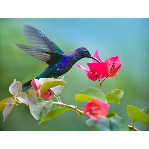 Violet Sabrewing Hummingbird Gold Ornate Wood Framed Art Print with Double Matting by Fitzharris, Tim