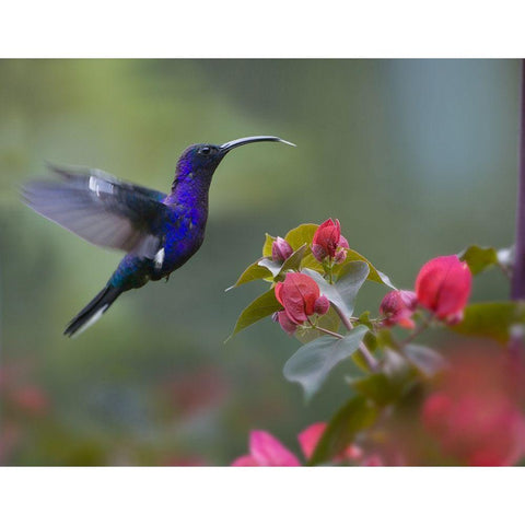 Violet Sabrewing Hummingbird White Modern Wood Framed Art Print by Fitzharris, Tim