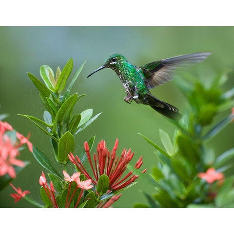 Green Crowned Brilliant Hummingbird White Modern Wood Framed Art Print by Fitzharris, Tim