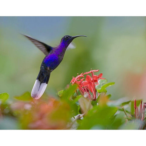 Violet Sabrewing Hummingbird Black Modern Wood Framed Art Print by Fitzharris, Tim