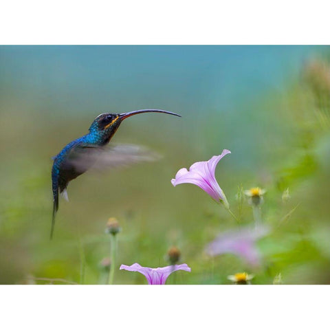 Green Hermit Hummingbird Gold Ornate Wood Framed Art Print with Double Matting by Fitzharris, Tim