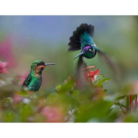 Green Crowned Brilliant and Magnificent Black Modern Wood Framed Art Print by Fitzharris, Tim