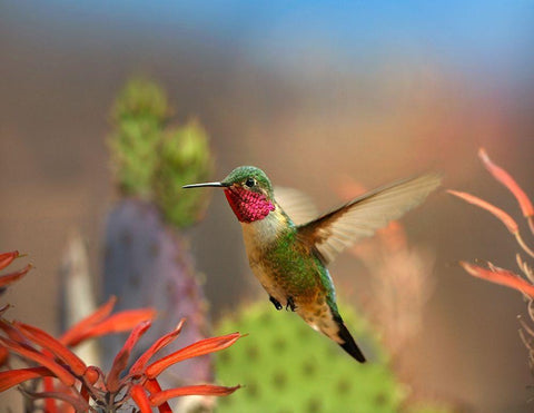 Broad Tailed Hummingbird White Modern Wood Framed Art Print with Double Matting by Fitzharris, Tim