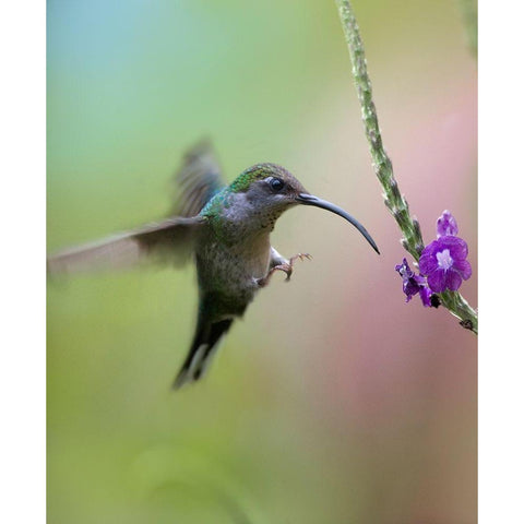 Violet Sabrewing Hummingbird Female Black Modern Wood Framed Art Print by Fitzharris, Tim