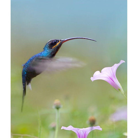 Green Hermit Hummingbird  White Modern Wood Framed Art Print by Fitzharris, Tim