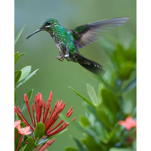 Green Crowned Brilliant Hummingbird Black Modern Wood Framed Art Print with Double Matting by Fitzharris, Tim