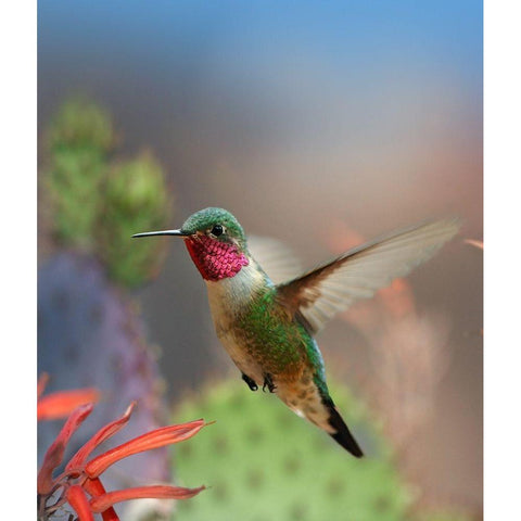 Broad Tailed Hummingbird White Modern Wood Framed Art Print by Fitzharris, Tim