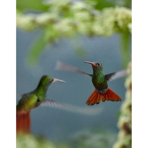 Rufous Tailed Hummingbird Black Modern Wood Framed Art Print with Double Matting by Fitzharris, Tim