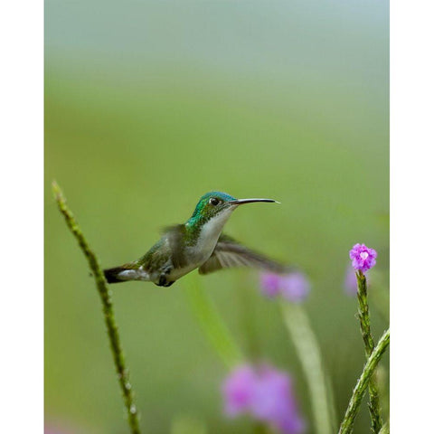 Andean Emerald Hummingbird Black Modern Wood Framed Art Print by Fitzharris, Tim