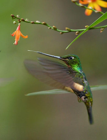 Buff Winged Starfrontlet Hummingbirds White Modern Wood Framed Art Print with Double Matting by Fitzharris, Tim