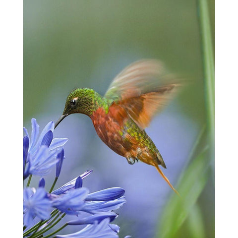 Chestnut Breasted Coronet Hummingbirds Black Modern Wood Framed Art Print by Fitzharris, Tim