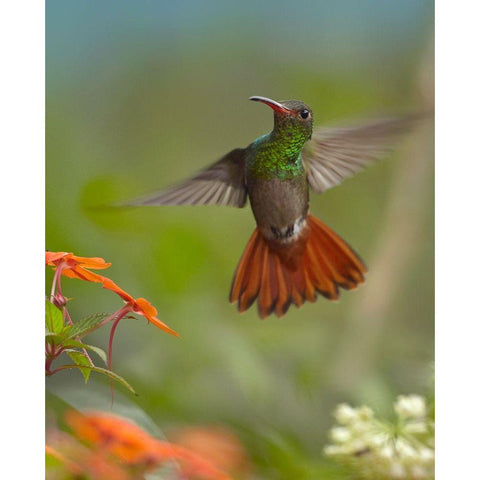 Rufous Tailed Hummingbird Gold Ornate Wood Framed Art Print with Double Matting by Fitzharris, Tim