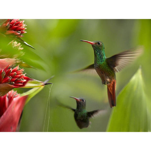 Rufous Tailed Hummingbirds White Modern Wood Framed Art Print by Fitzharris, Tim