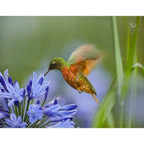 Chestnut Breasted Coronet Hummingbird Black Modern Wood Framed Art Print by Fitzharris, Tim