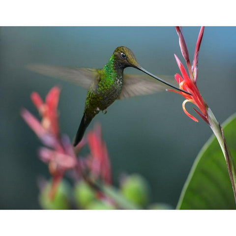 Sword Billed Hummingbird Black Modern Wood Framed Art Print with Double Matting by Fitzharris, Tim