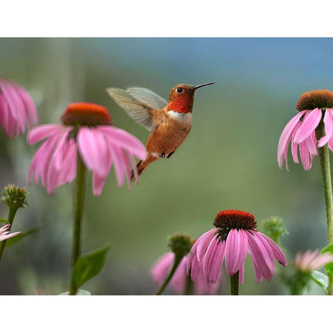 Rufous Hummingbird among purple Cornflowers Gold Ornate Wood Framed Art Print with Double Matting by Fitzharris, Tim