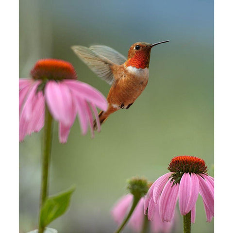 Rufous Hummingbird at Purple Coneflowers White Modern Wood Framed Art Print by Fitzharris, Tim