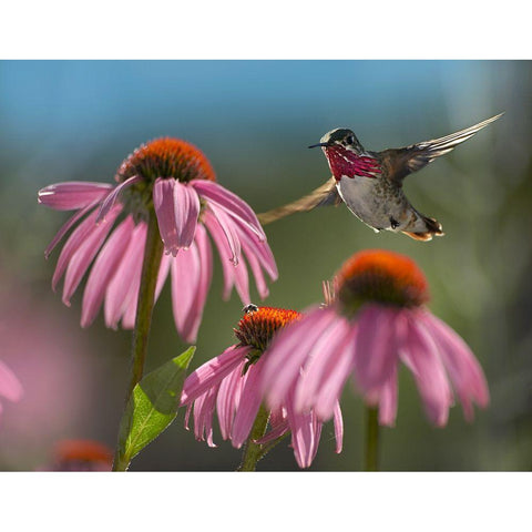 Calliope Hummingbird at Purple Coneflowers Black Modern Wood Framed Art Print by Fitzharris, Tim