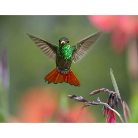 Rufous Tailed Hummingbird Black Modern Wood Framed Art Print with Double Matting by Fitzharris, Tim