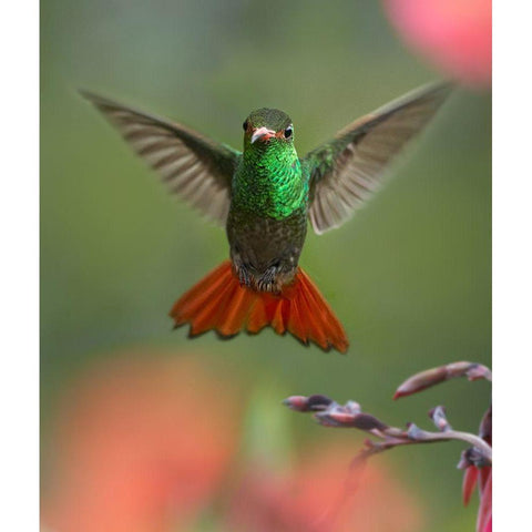 Rufous Tailed Hummingbird Black Modern Wood Framed Art Print with Double Matting by Fitzharris, Tim