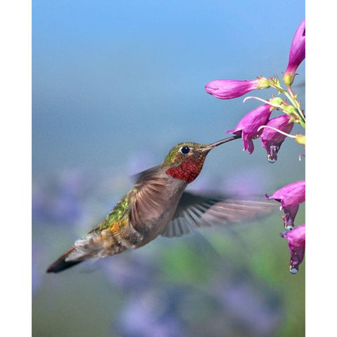 Broad Tailed Hummingbird Black Modern Wood Framed Art Print with Double Matting by Fitzharris, Tim