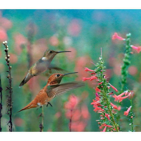 Rufous Hummingbird and Broad Tailed Hummingbird Black Modern Wood Framed Art Print by Fitzharris, Tim