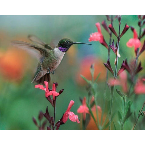 Black Chinned Hummingbird Gold Ornate Wood Framed Art Print with Double Matting by Fitzharris, Tim