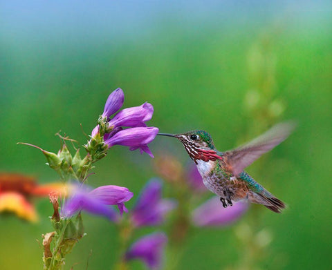 Caliope Hummingbird feeding at Penstemon White Modern Wood Framed Art Print with Double Matting by Fitzharris, Tim
