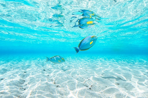 Blue lagoon Black Ornate Wood Framed Art Print with Double Matting by Gabriel, Barathieu