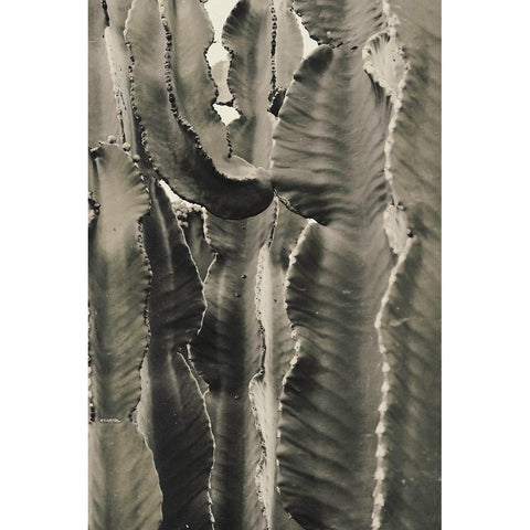 Cactus 002 Gold Ornate Wood Framed Art Print with Double Matting by Artographie Studio