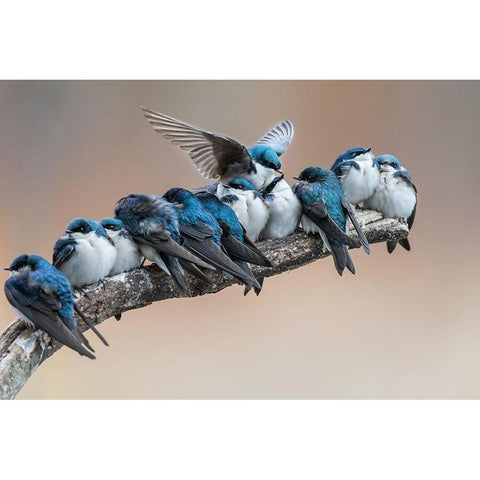 No room No problem I will make myself some room Black Modern Wood Framed Art Print with Double Matting by Chang, Cheng