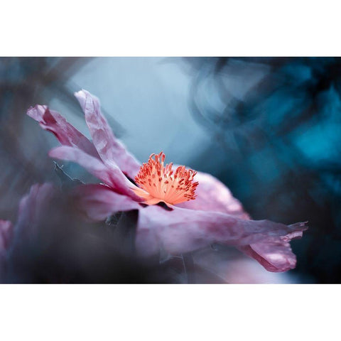 Even flowers have stories to tell Gold Ornate Wood Framed Art Print with Double Matting by Bravin, Fabien