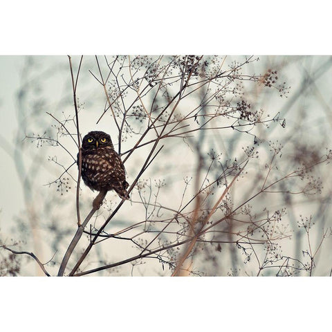 Look at Me Gold Ornate Wood Framed Art Print with Double Matting by Avramescu, Emilian