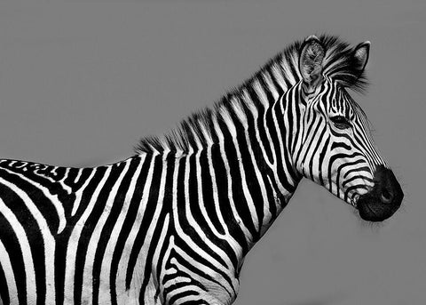 Cebra Retrato White Modern Wood Framed Art Print with Double Matting by Ortega, Xavier